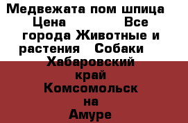 Медвежата пом шпица › Цена ­ 40 000 - Все города Животные и растения » Собаки   . Хабаровский край,Комсомольск-на-Амуре г.